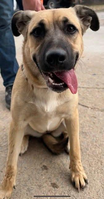 ROSIE 425, adopted, Young Female Mixed Breed.