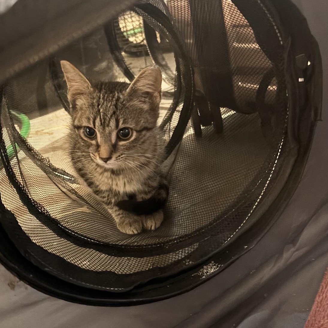 Enlarge Tyler, a Adoptable Domestic Short Hair in Shaker Heights, OH image 6/6
