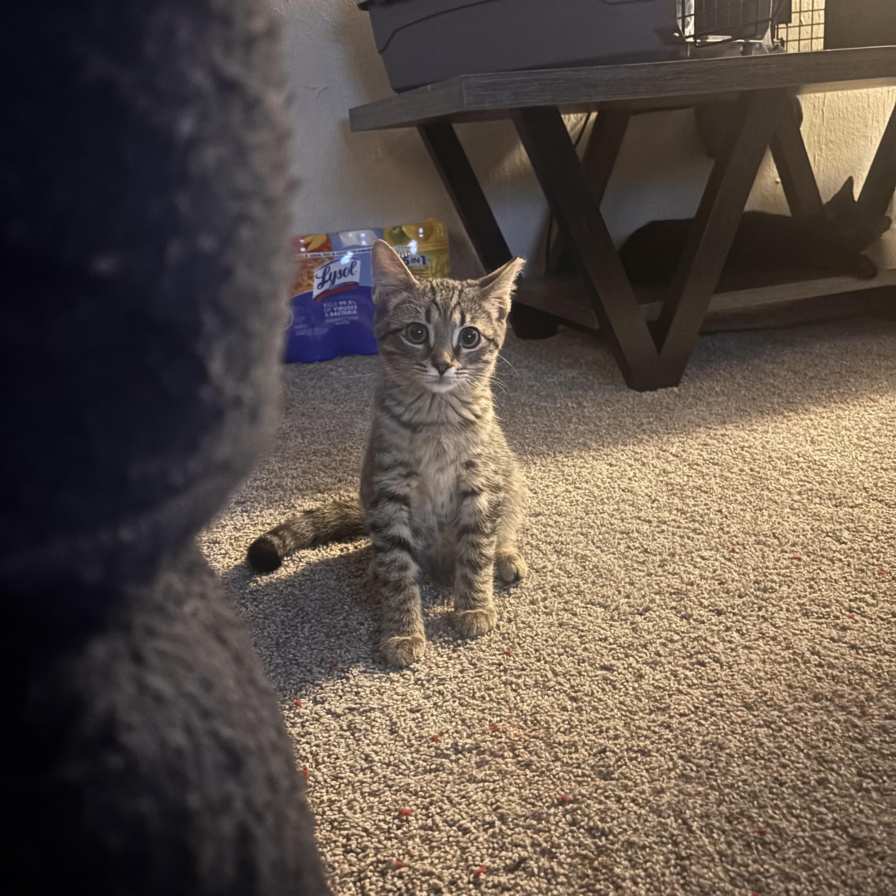 Enlarge Tyler, a Adoptable Domestic Short Hair in Shaker Heights, OH image 2/6