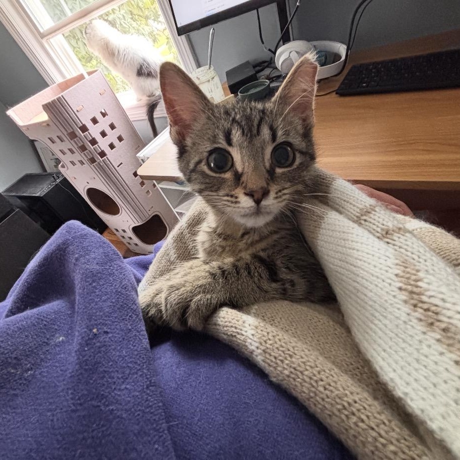 Enlarge Tyler, a Adoptable Domestic Short Hair in Shaker Heights, OH image 4/6