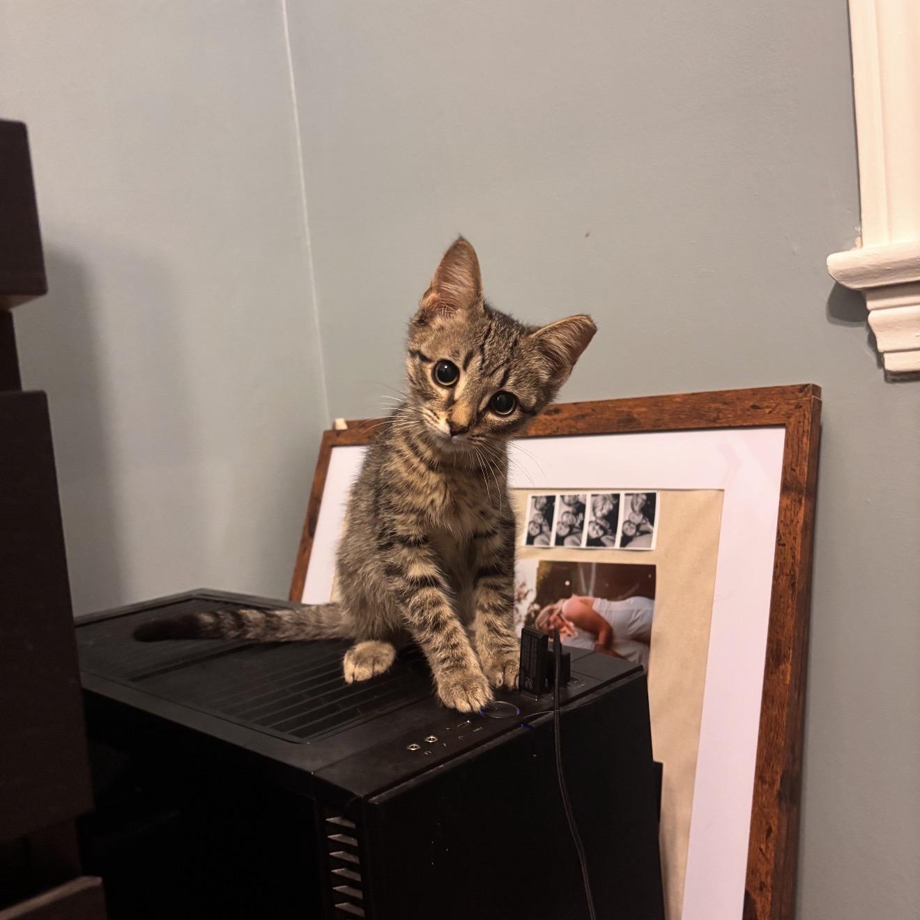 Enlarge Tyler, a Adoptable Domestic Short Hair in Shaker Heights, OH image 3/6