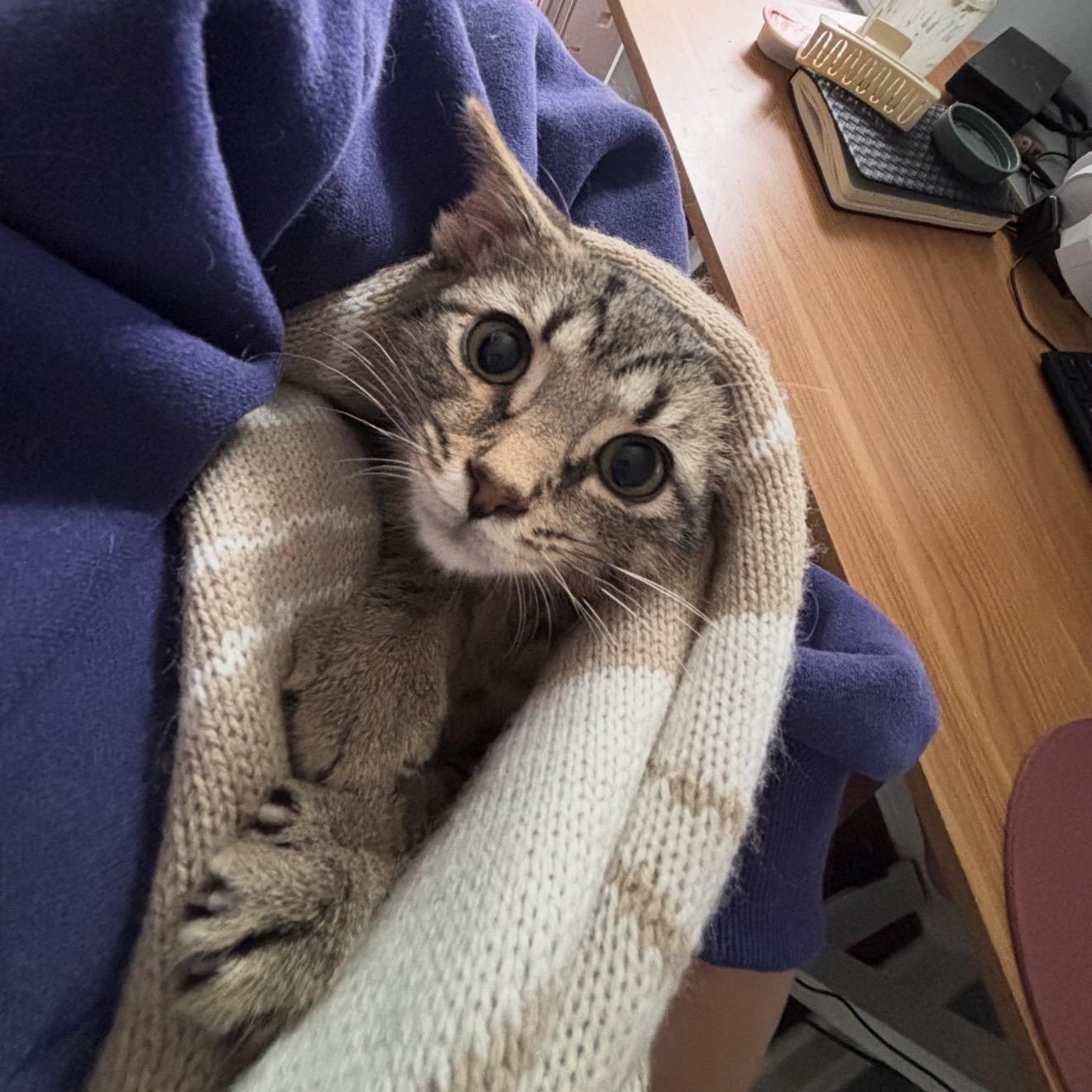 Tyler, Adoptable, Kitten Male Domestic Short Hair.