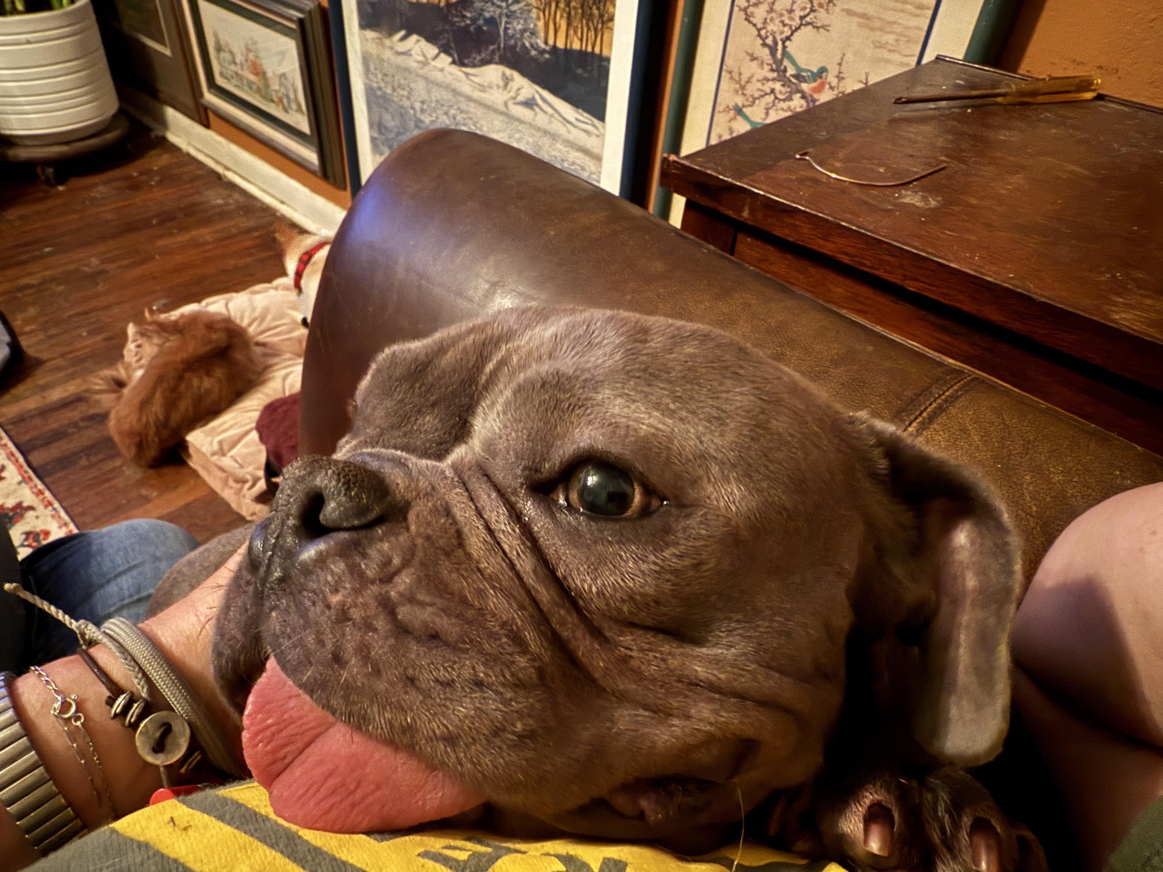 Eleanor "Nell", Adoptable, Adult Female Bulldog.