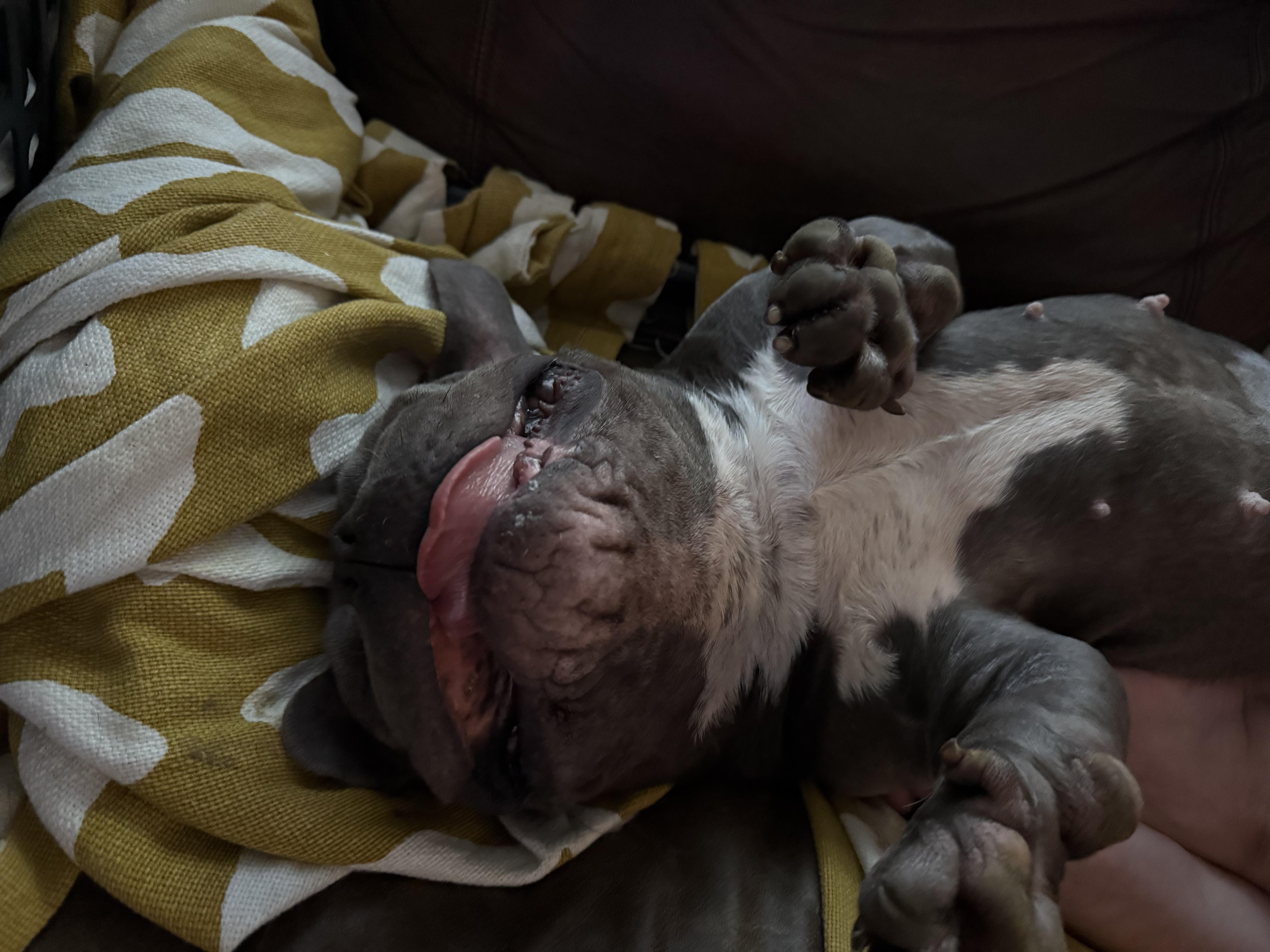 Enlarge Eleanor "Nell", a Adoptable Bulldog in Broken Arrow, OK image 2/4