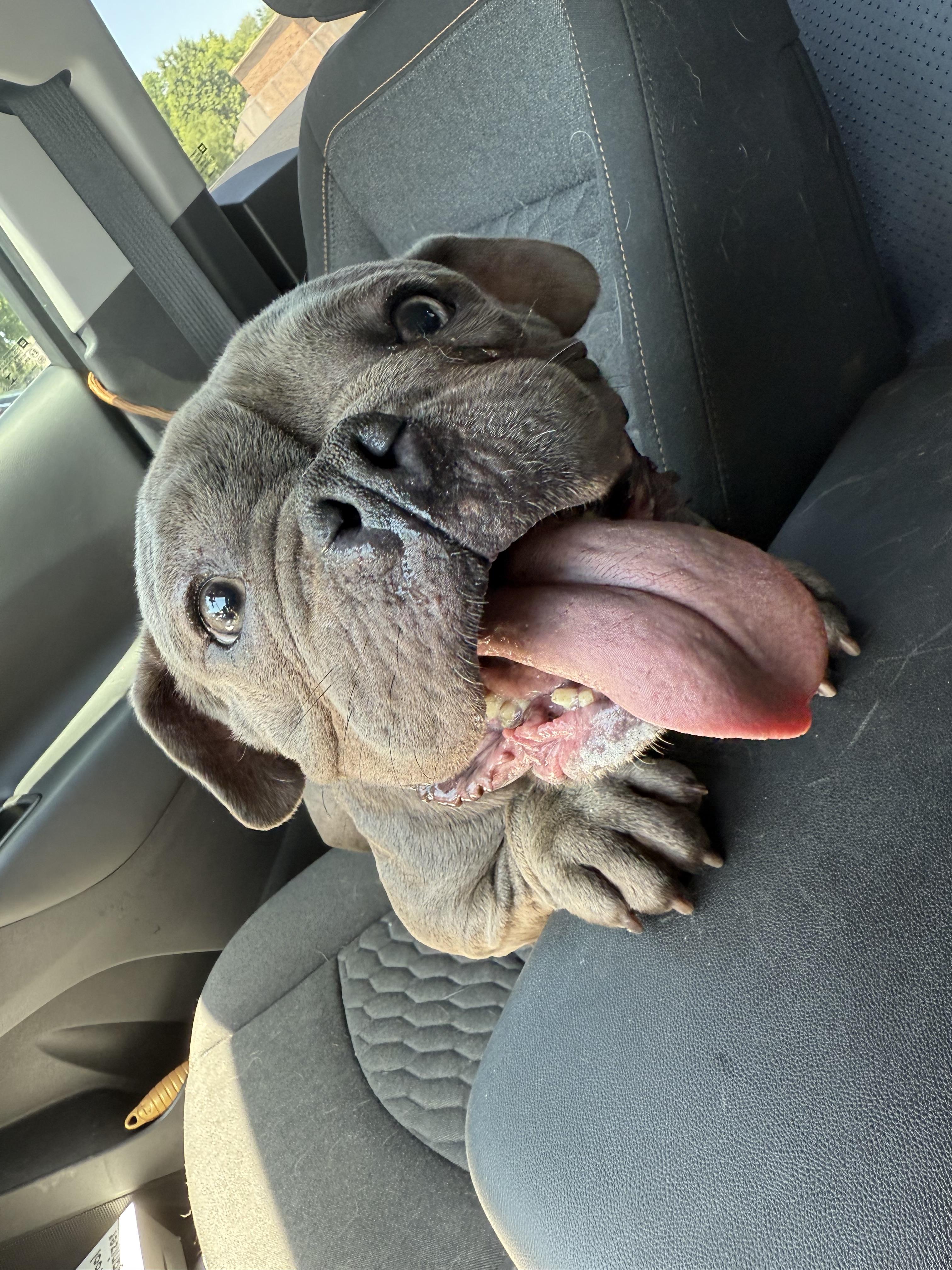 Enlarge Eleanor "Nell", a Adoptable Bulldog in Broken Arrow, OK image 3/4