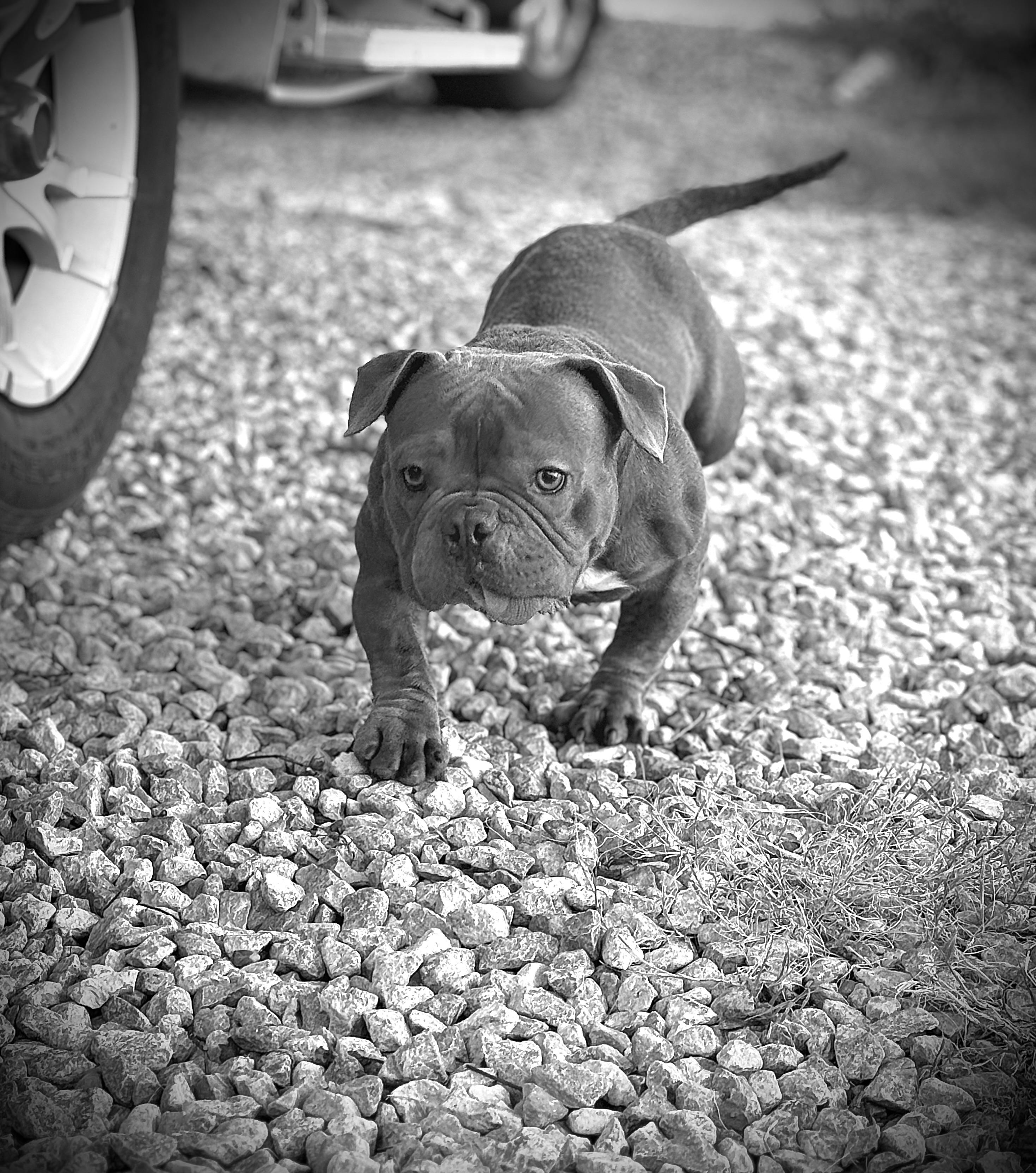 Enlarge Eleanor "Nell", a Adoptable Bulldog in Broken Arrow, OK image 4/4