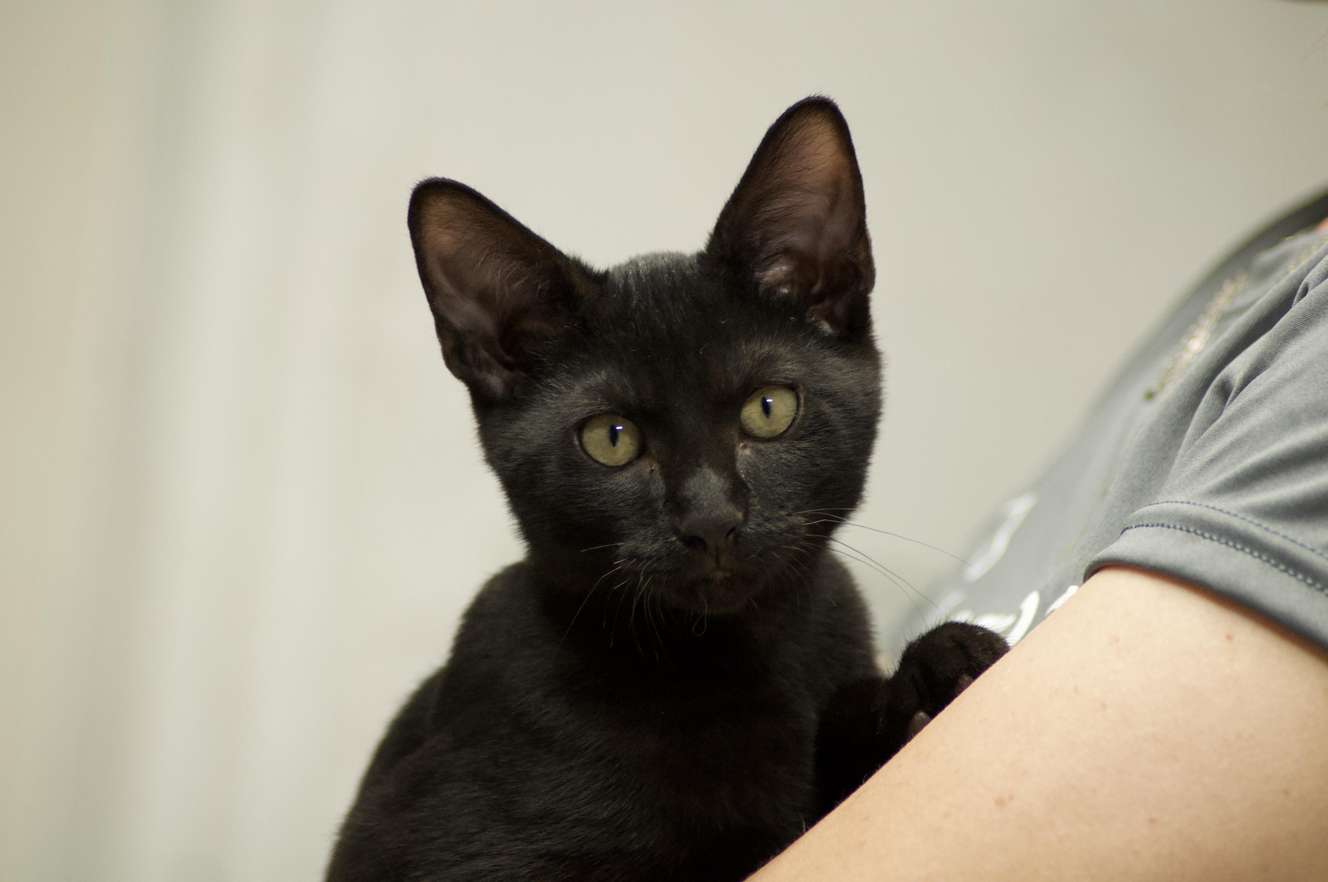 Enlarge Romeo, a ADOPTABLE Domestic Short Hair in Miami, FL image 5/6