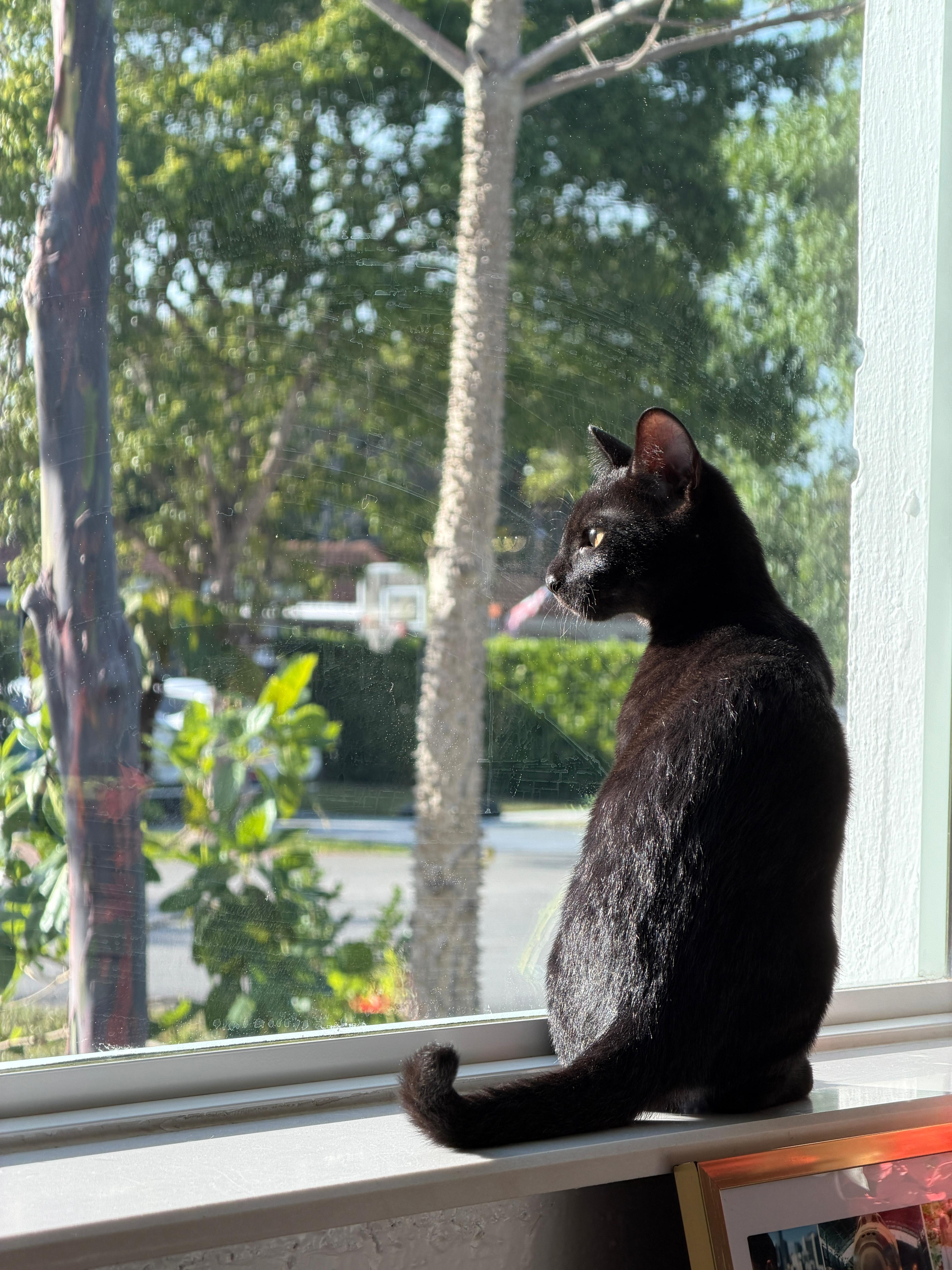 Enlarge Romeo, an adopted Domestic Short Hair in Miami, FL image 5/6