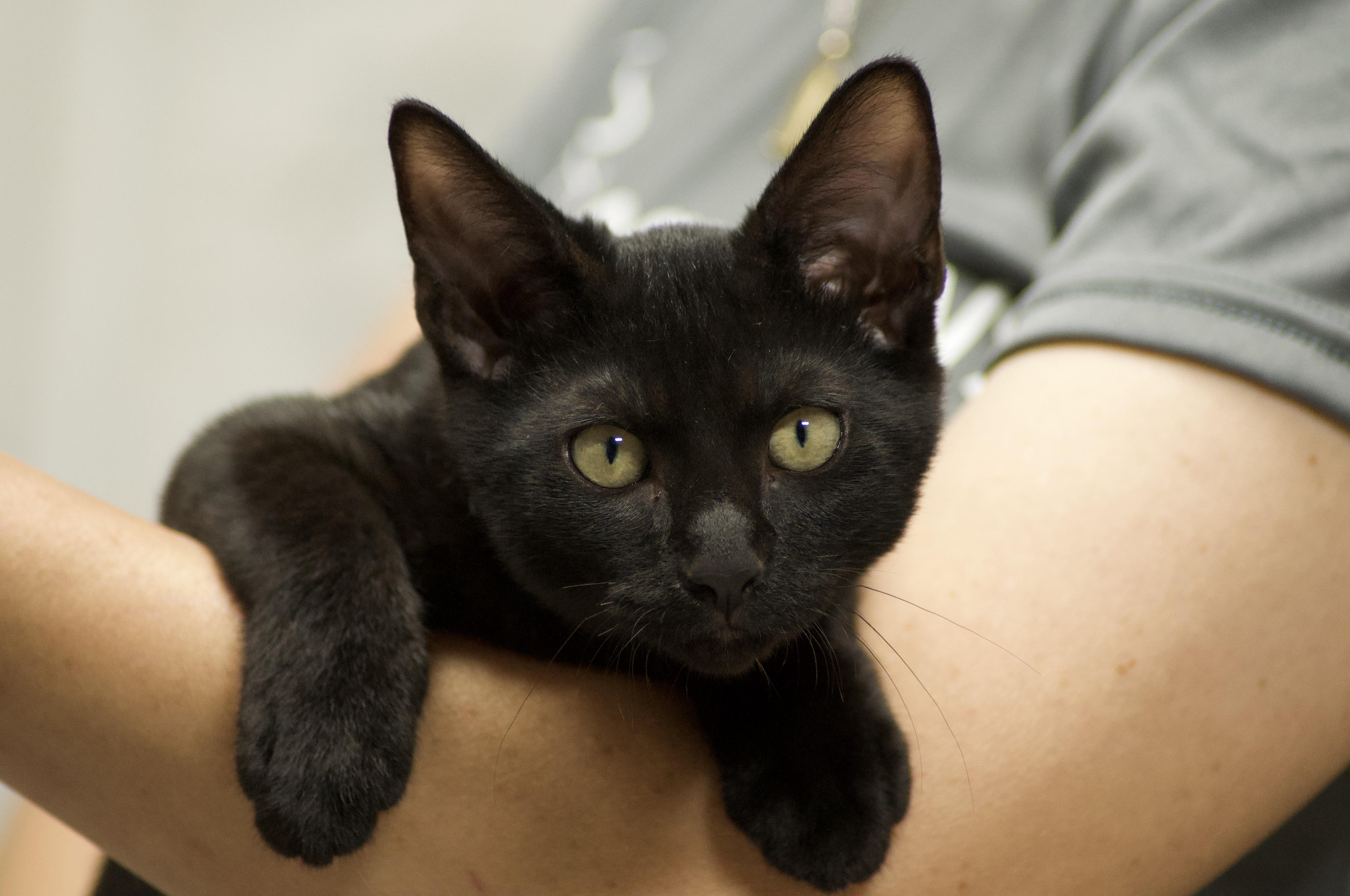 Enlarge Romeo, a ADOPTABLE Domestic Short Hair in Miami, FL image 1/6