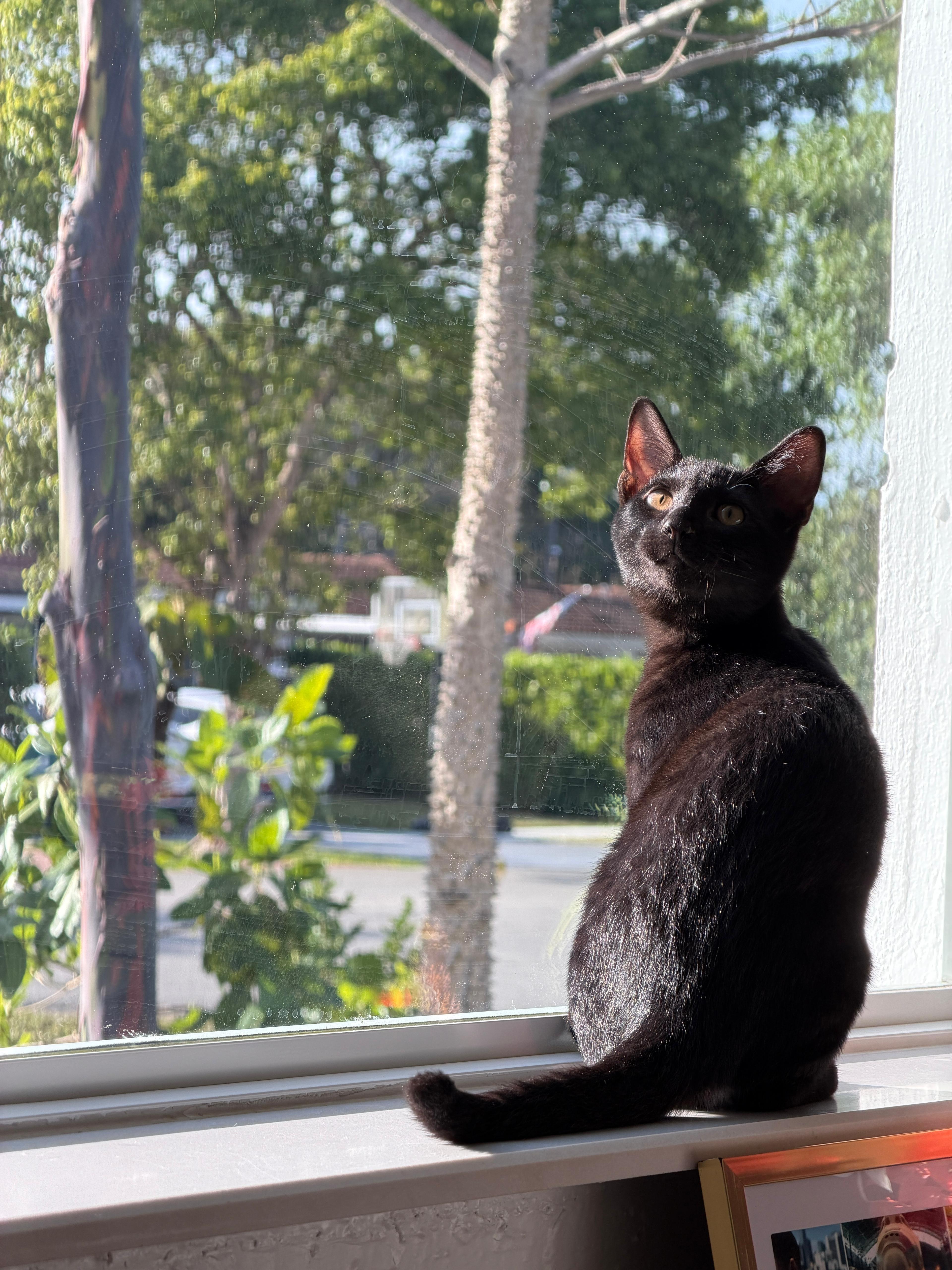 Enlarge Romeo, an adopted Domestic Short Hair in Miami, FL image 4/6