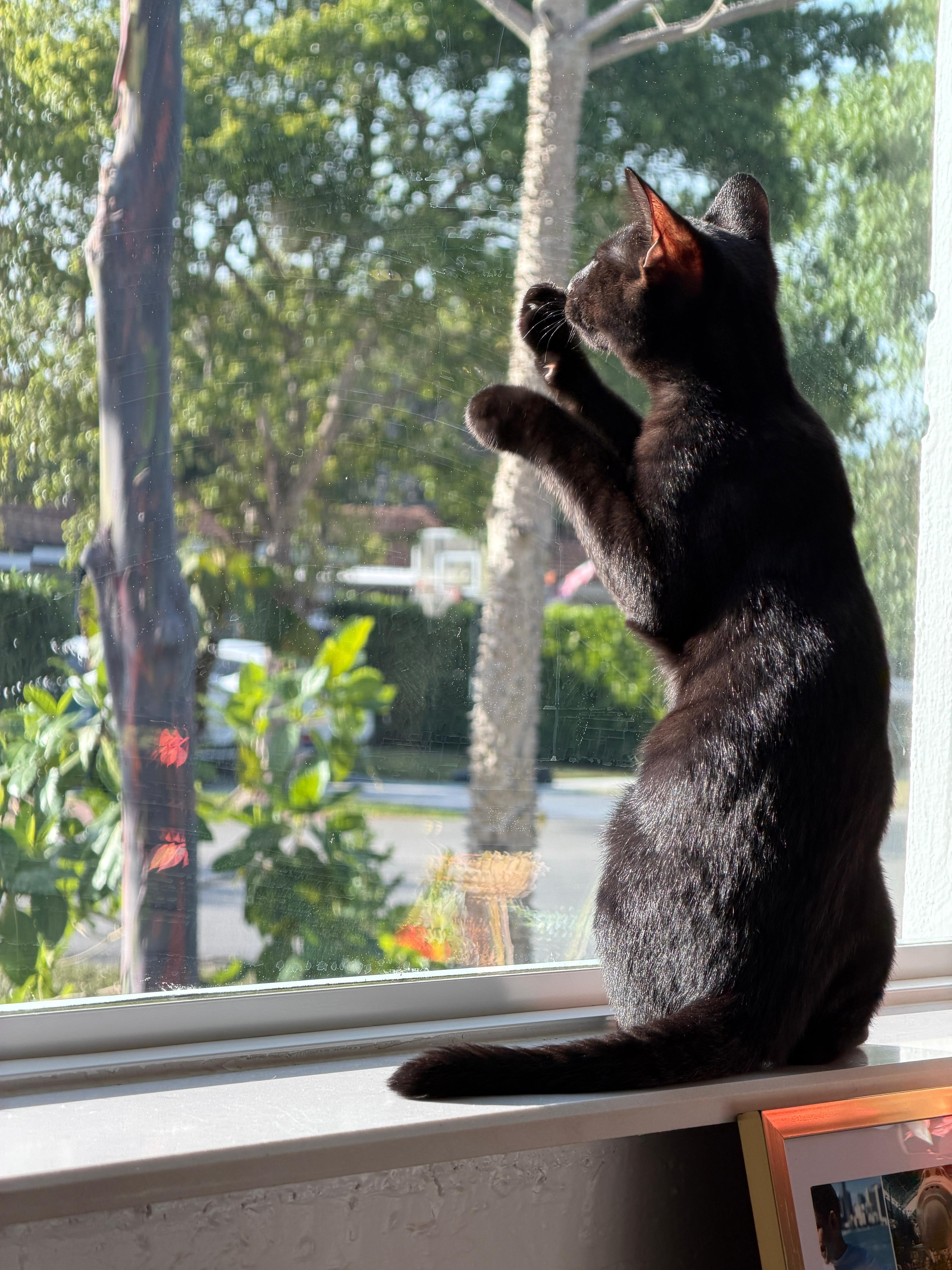 Enlarge Romeo, an adopted Domestic Short Hair in Miami, FL image 6/6