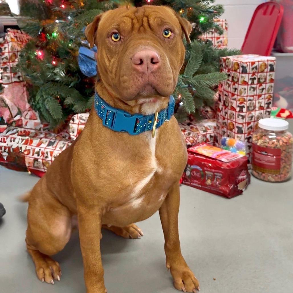 Enlarge Sam, a Adoptable mixed breed in Walnut Cove, NC image 2/6