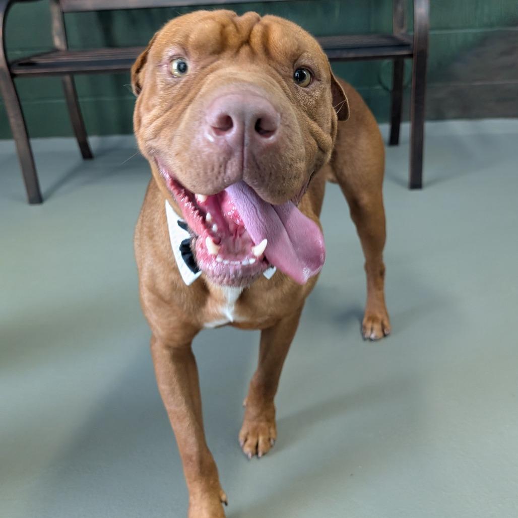 Enlarge Sam, a Adoptable mixed breed in Walnut Cove, NC image 4/6