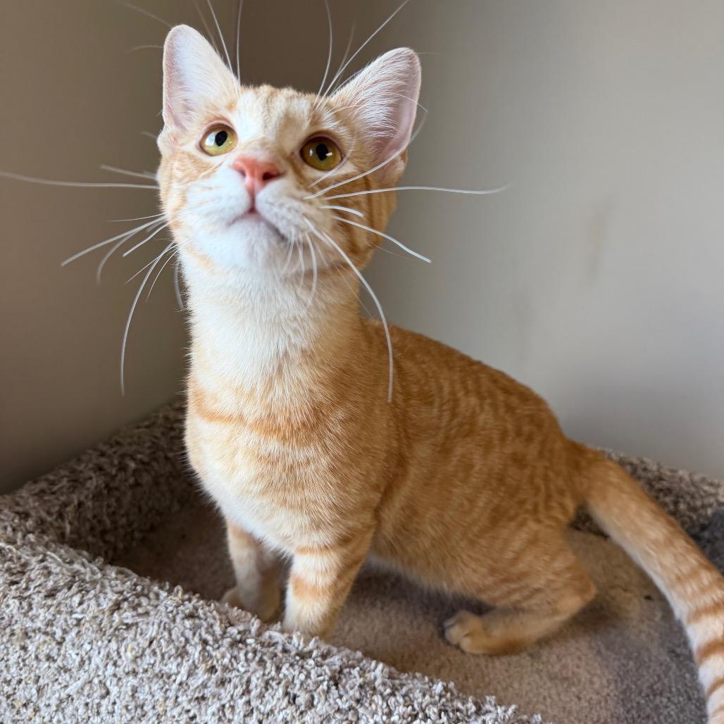 Enlarge Gemini, a Adoptable Domestic Medium Hair in Detroit Lakes, MN image 1/6