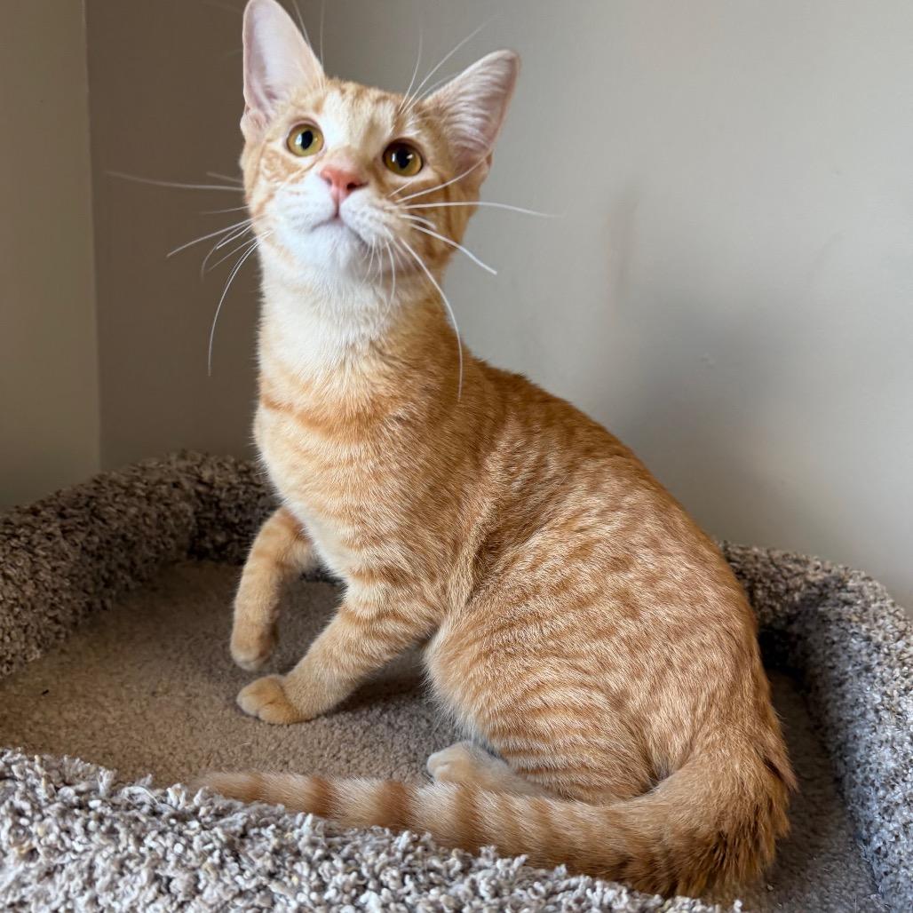 Enlarge Gemini, a Adoptable Domestic Medium Hair in Detroit Lakes, MN image 2/6