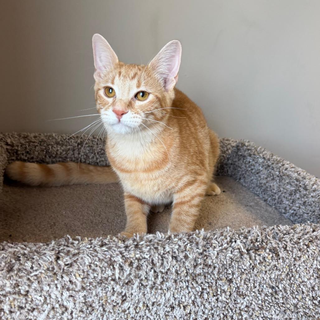 Enlarge Gemini, a Adoptable Domestic Medium Hair in Detroit Lakes, MN image 3/6