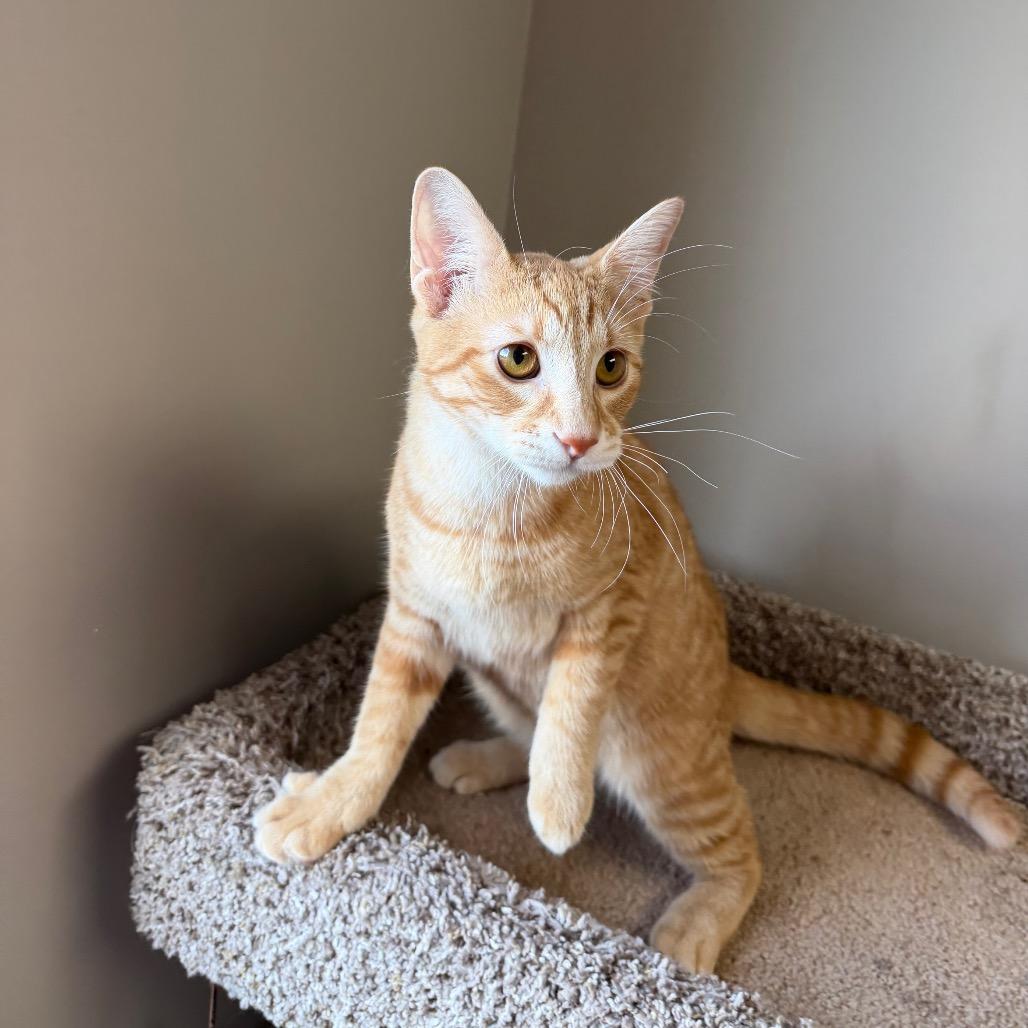 Enlarge Gemini, a Adoptable Domestic Medium Hair in Detroit Lakes, MN image 5/6