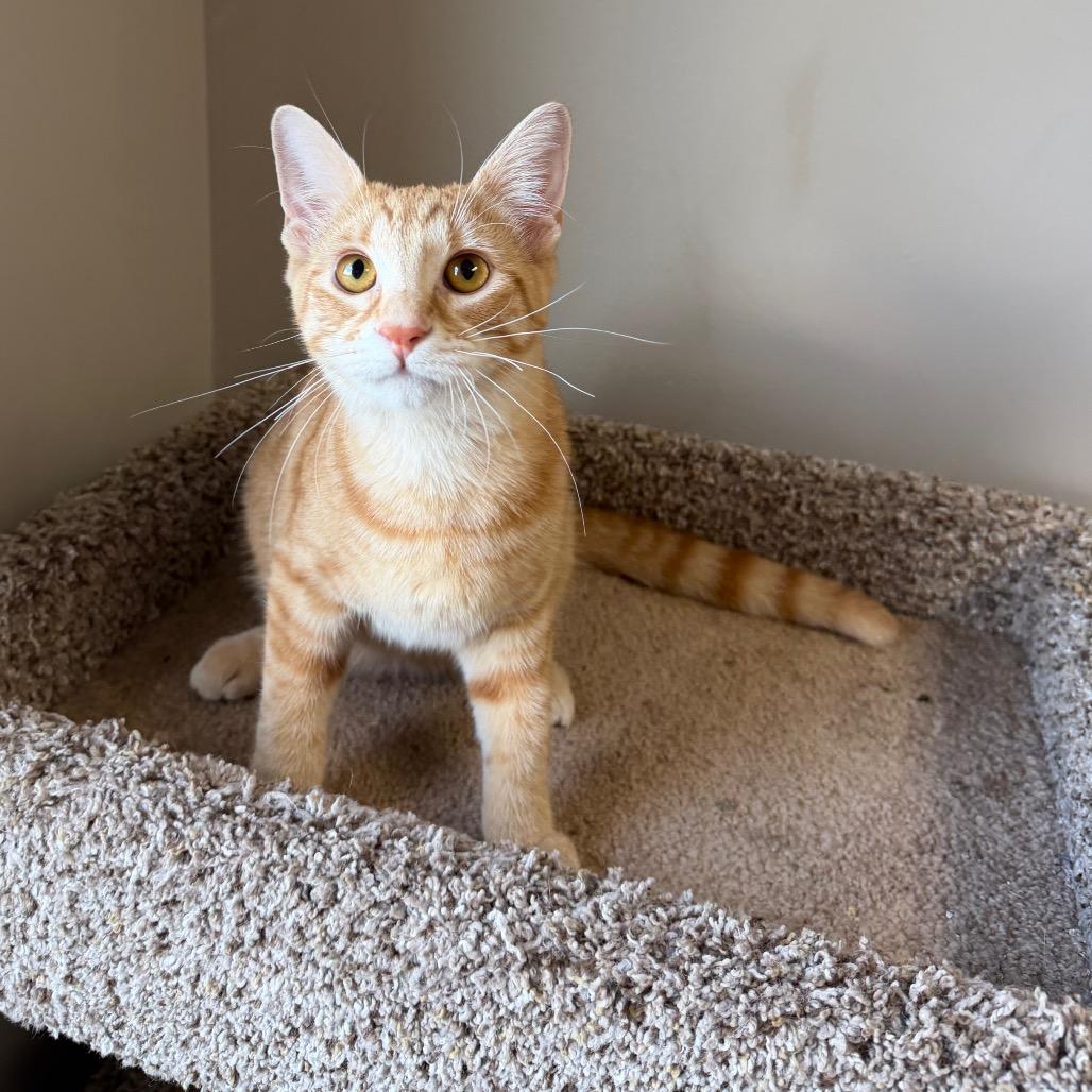 Enlarge Gemini, a Adoptable Domestic Medium Hair in Detroit Lakes, MN image 6/6