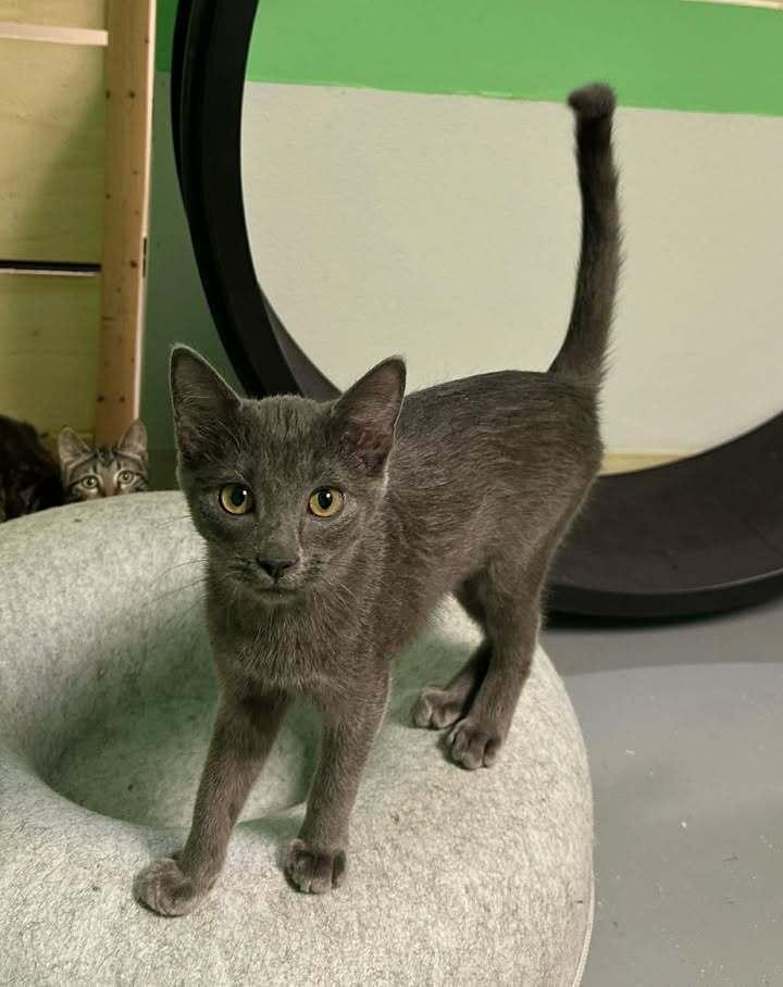 Leia, Adoptable, Kitten Female Domestic Short Hair.