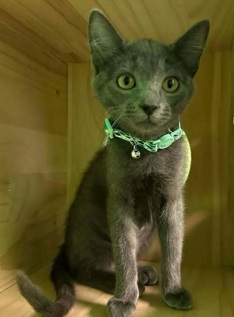 Enlarge Leia, a Adoptable mixed breed in Woodbridge, VA image 2/5