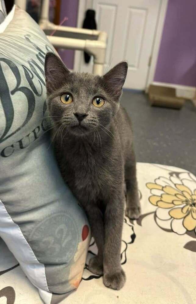 Enlarge Leia, a Adoptable mixed breed in Woodbridge, VA image 3/5