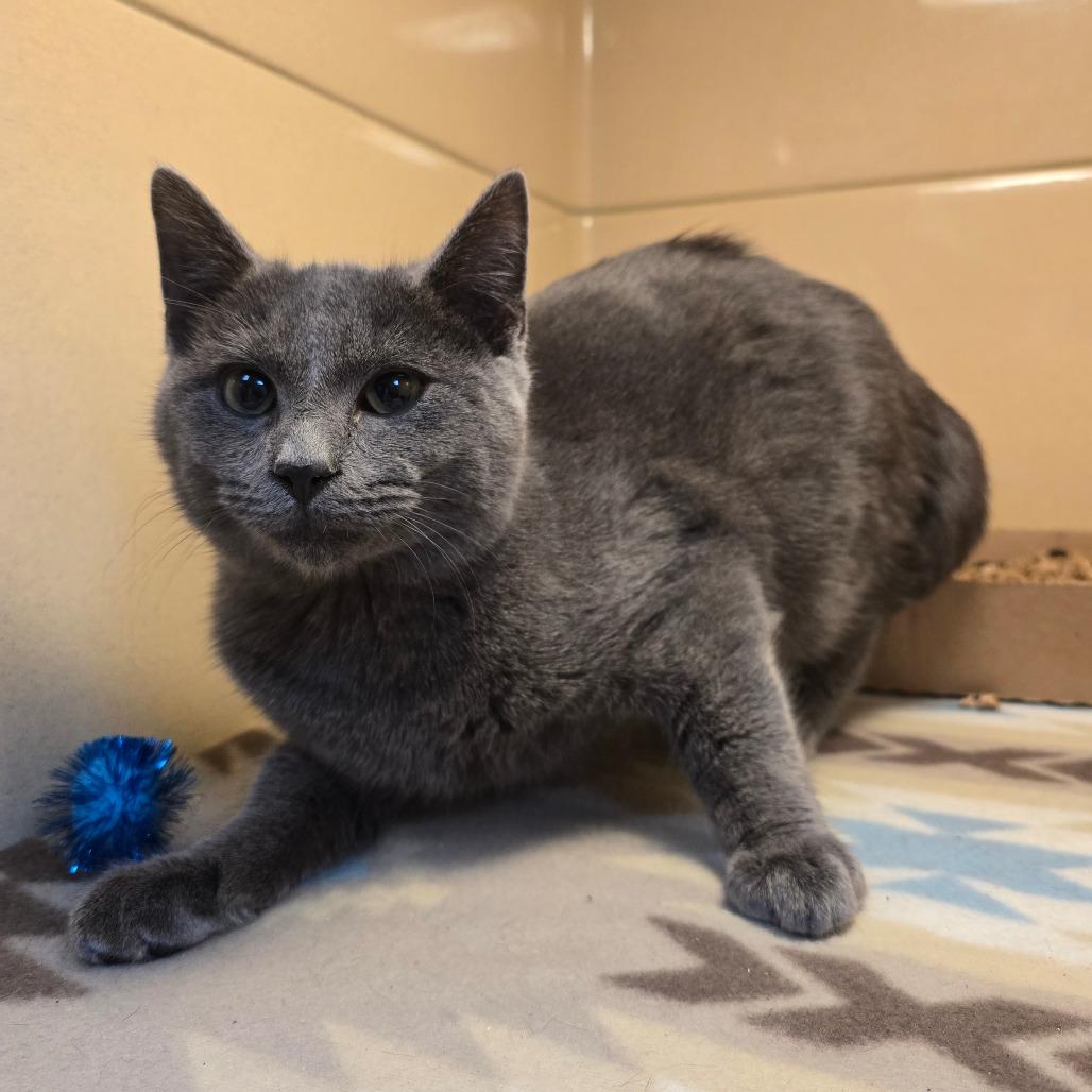 Enlarge Mr.Grey, a Adoptable Domestic Short Hair in Beckley, WV image 1/1