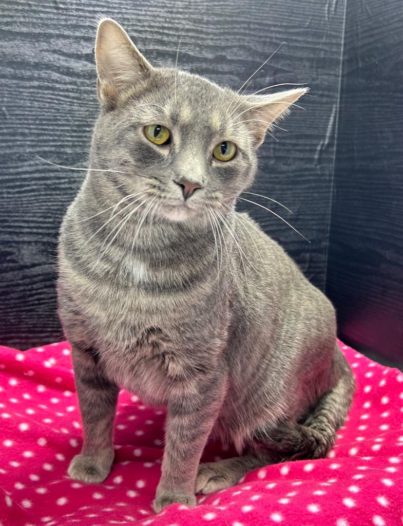 Tiger, Adoptable, Adult Male Domestic Short Hair.