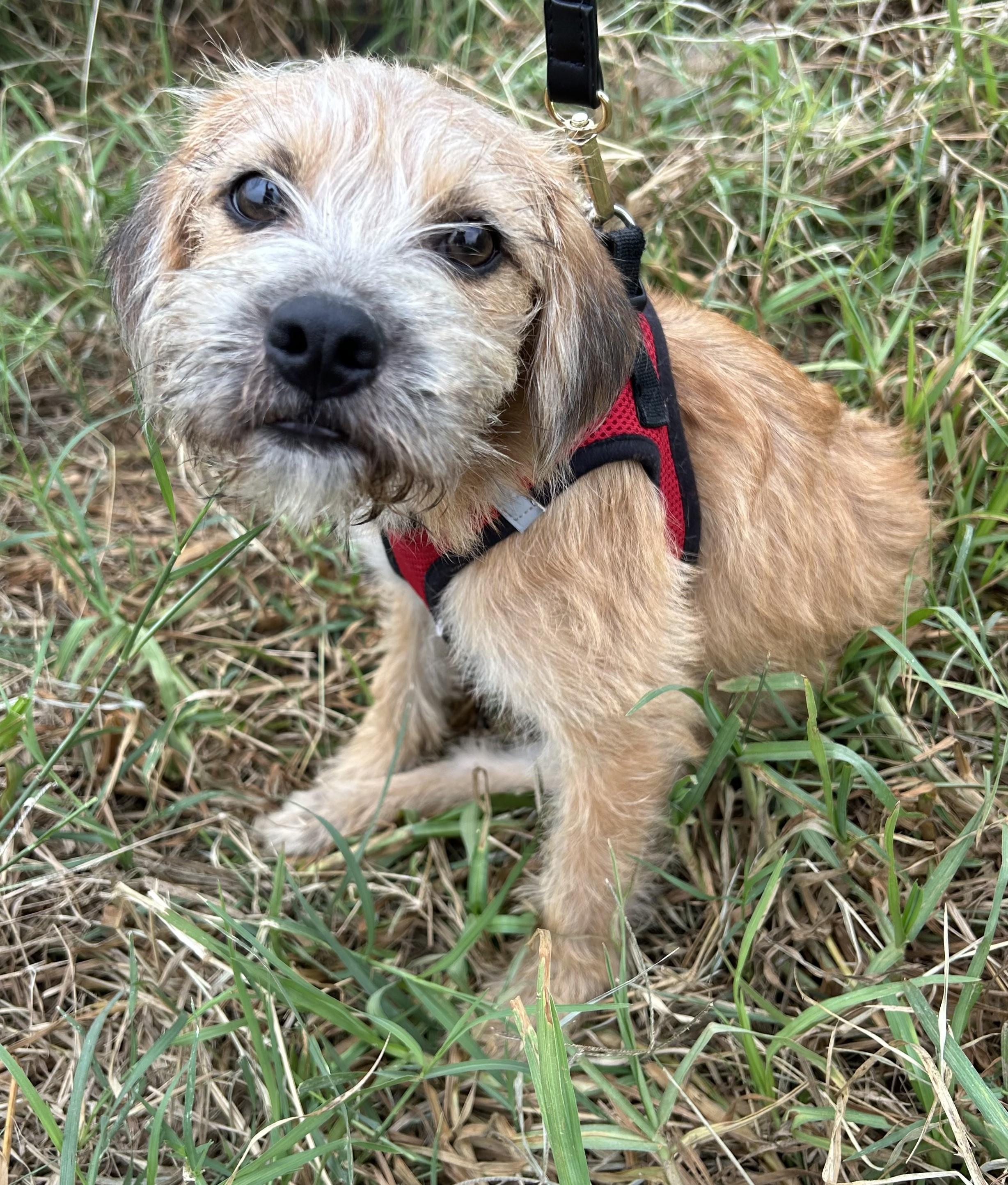 TONY, Adoptable, Puppy Male Border Terrier.