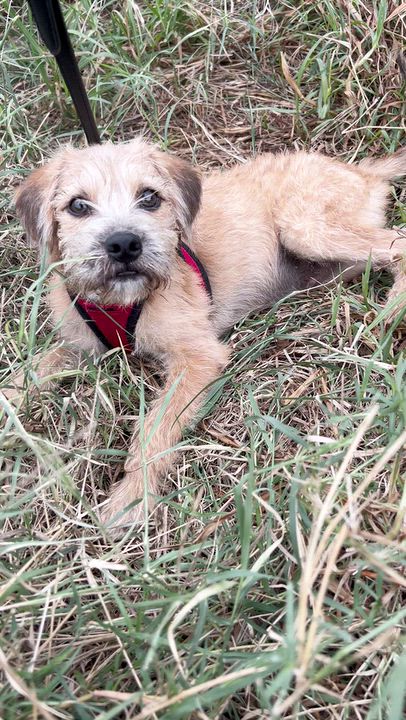 Enlarge TONY, a Adoptable mixed breed in Bell Gardens, CA video 5/6