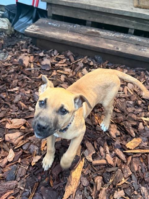 Quinn (AA Litter) — thumbnail 2