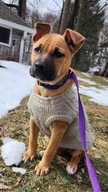 Quinn (AA Litter) — thumbnail 4