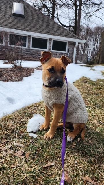 Quinn (AA Litter) — thumbnail 5