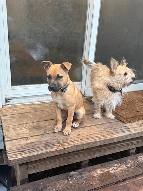 Quinn (AA Litter) — thumbnail 6