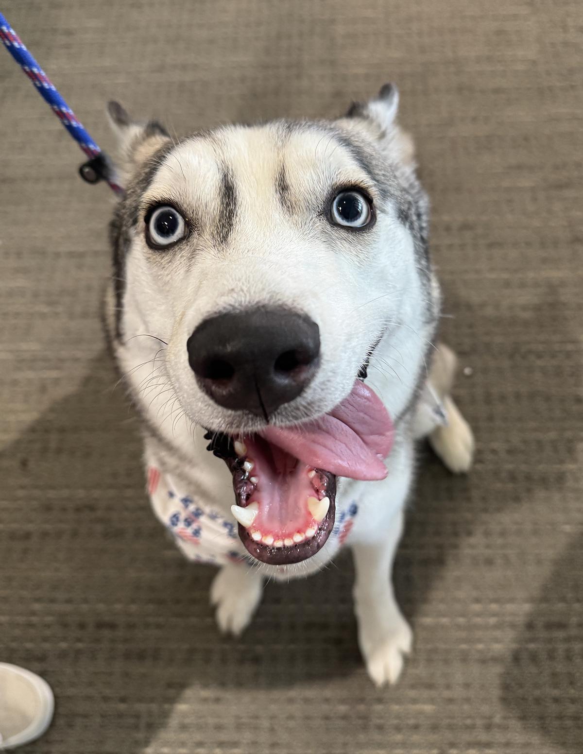 Andre, ADOPTABLE, Adult Male Siberian Husky & Husky.