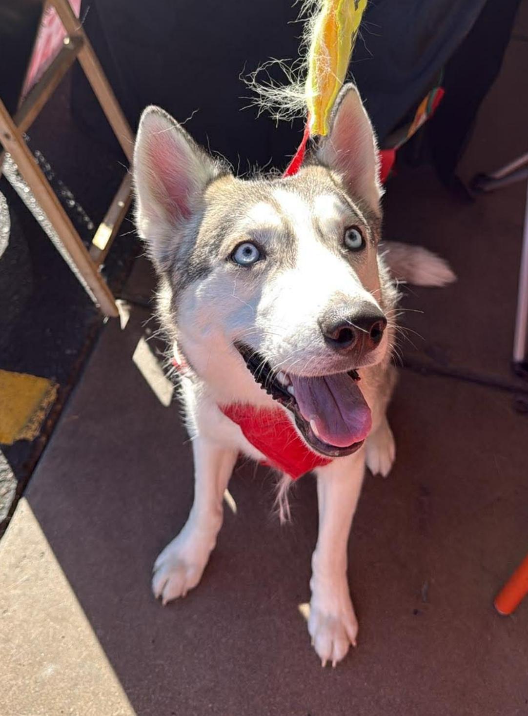 Enlarge Andre, a ADOPTABLE mixed breed in Scottsdale, AZ image 5/6