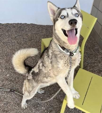 Enlarge Andre, a ADOPTABLE mixed breed in Scottsdale, AZ image 6/6
