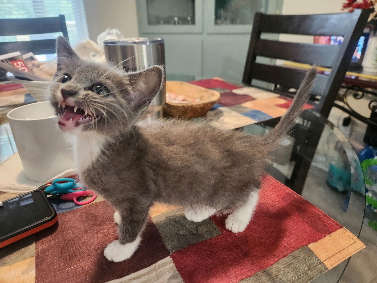 Waverly, Adoptable, Kitten Female American Shorthair.