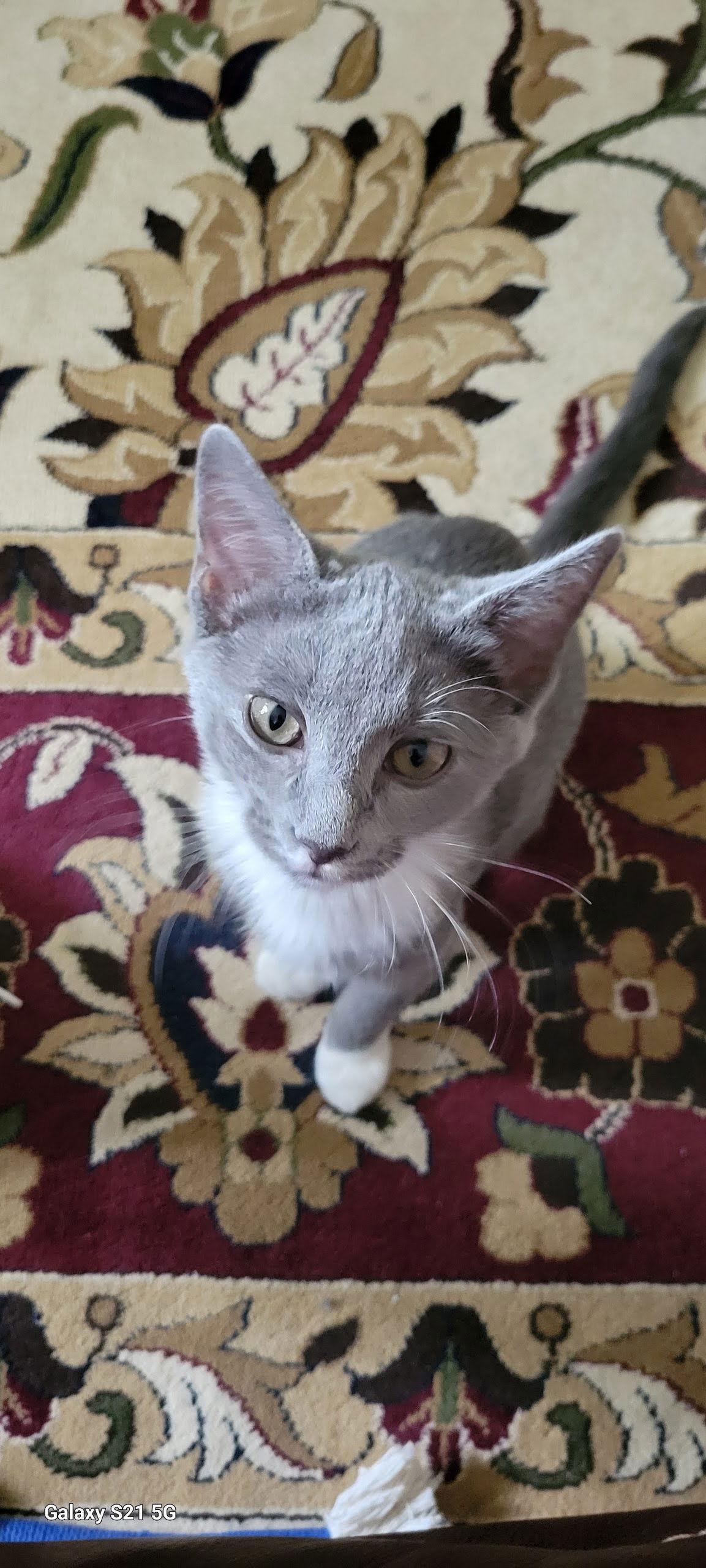 Waverly, a Adoptable American Shorthair in Roanoke, AL image 2/2