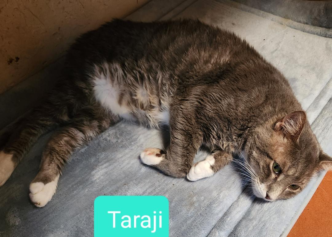 Enlarge Taraji, a Adoptable mixed breed in Las Cruces, NM image 4/4