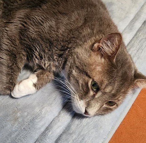 Taraji, Adoptable, Adult Male Tabby & Tuxedo.