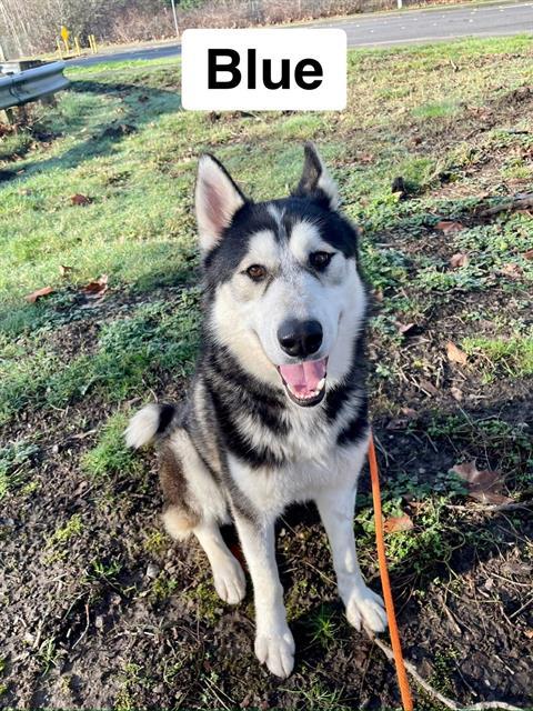Enlarge BLUE, a Adoptable Husky in Kent, WA image 1/1