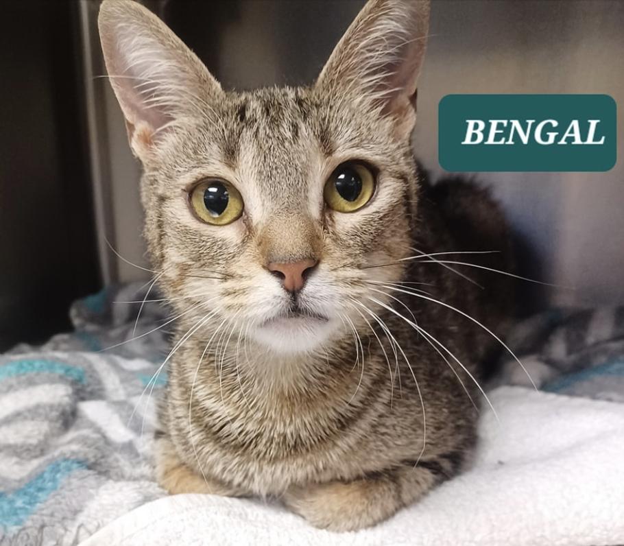 Bengal