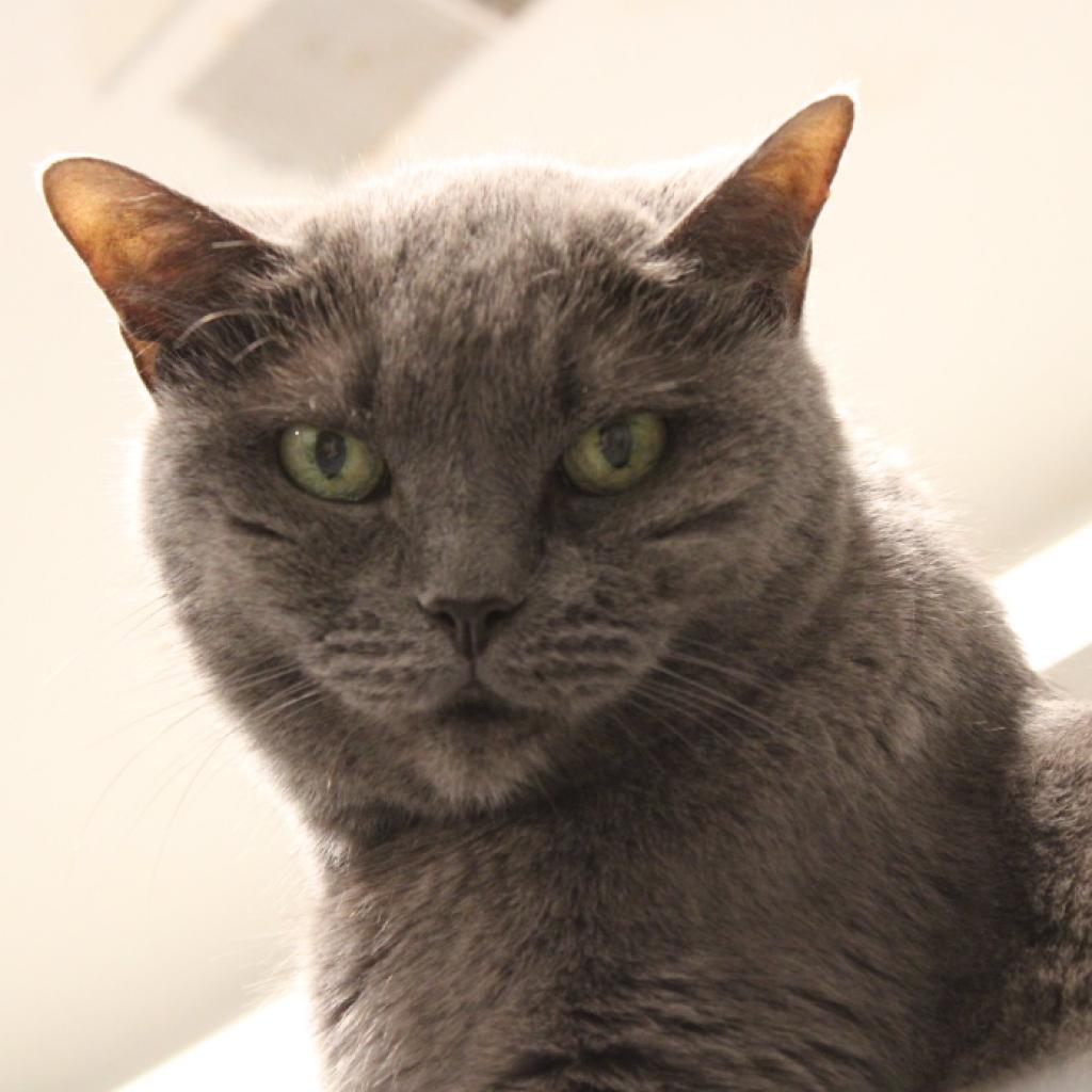 Chia, Adoptable, Senior Female Domestic Short Hair.