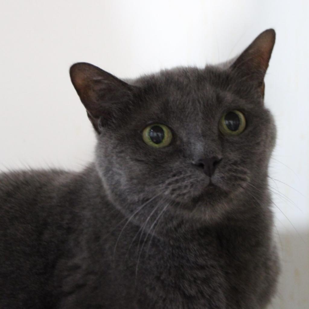 Enlarge Chia, a Adoptable Domestic Short Hair in Defiance, OH image 2/5