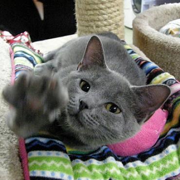 Enlarge Chia, a Adoptable Domestic Short Hair in Defiance, OH image 3/5