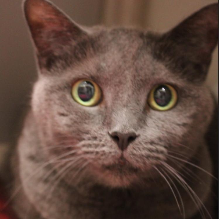 Enlarge Chia, a Adoptable Domestic Short Hair in Defiance, OH image 4/5