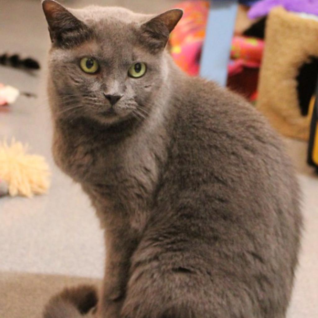 Enlarge Chia, a Adoptable Domestic Short Hair in Defiance, OH image 5/5