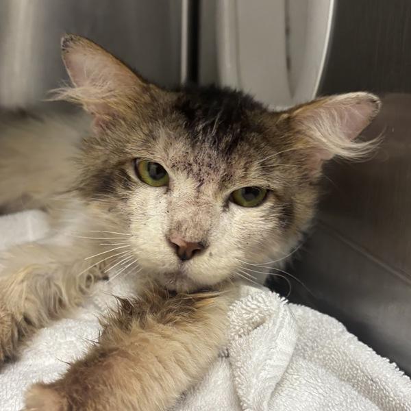 Enlarge Mad Catter, a Adoptable mixed breed in Silverdale, WA image 2/2