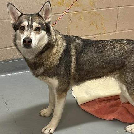 Tulip, Adoptable, Adult Female Husky & Shepherd.