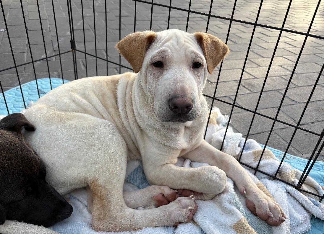 Ariel, Adoptable, Puppy Female Labrador Retriever & Pit Bull Terrier.